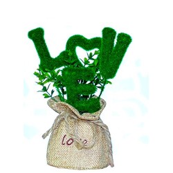 Lilone Valentine Special Love Plant with Pot Gift 