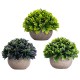 Lilone Mini Artificial Plants Benn Grass in Pot  (Set of 3)